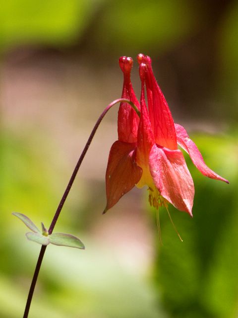 Columbine Stony Fork Valley Overlook, Blue Ridge Parkway